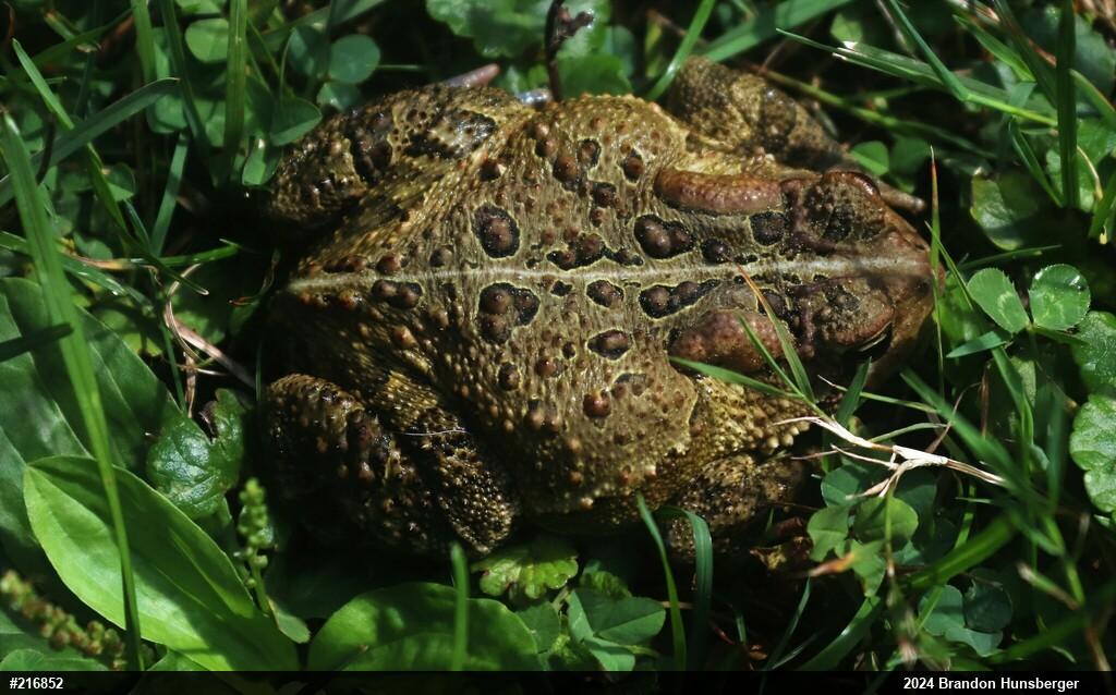 Eastern American Toad