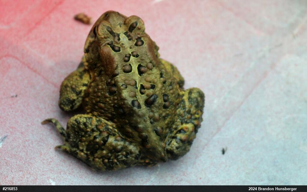 Eastern American Toad