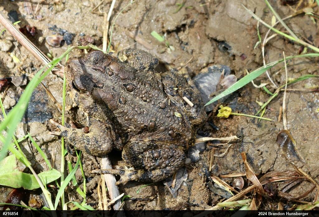 Eastern American Toad
