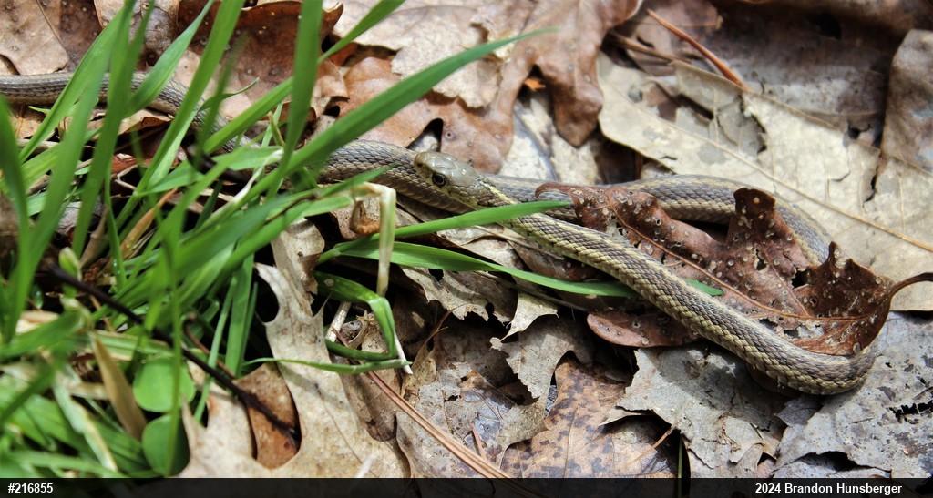 Eastern Gartersnake