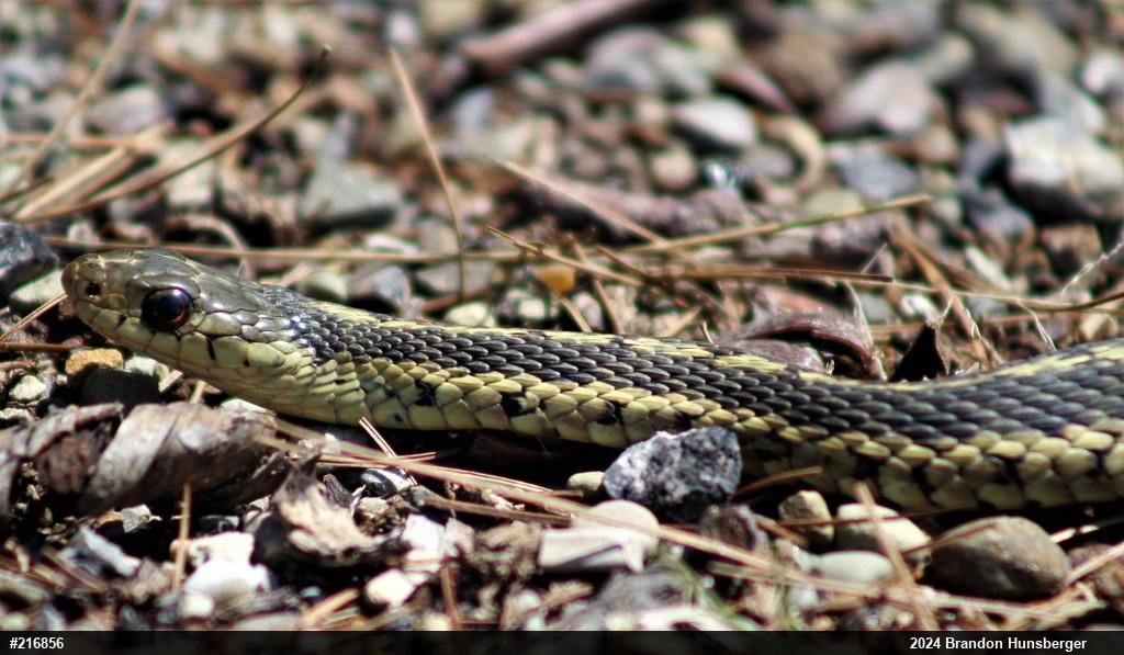 Eastern Gartersnake