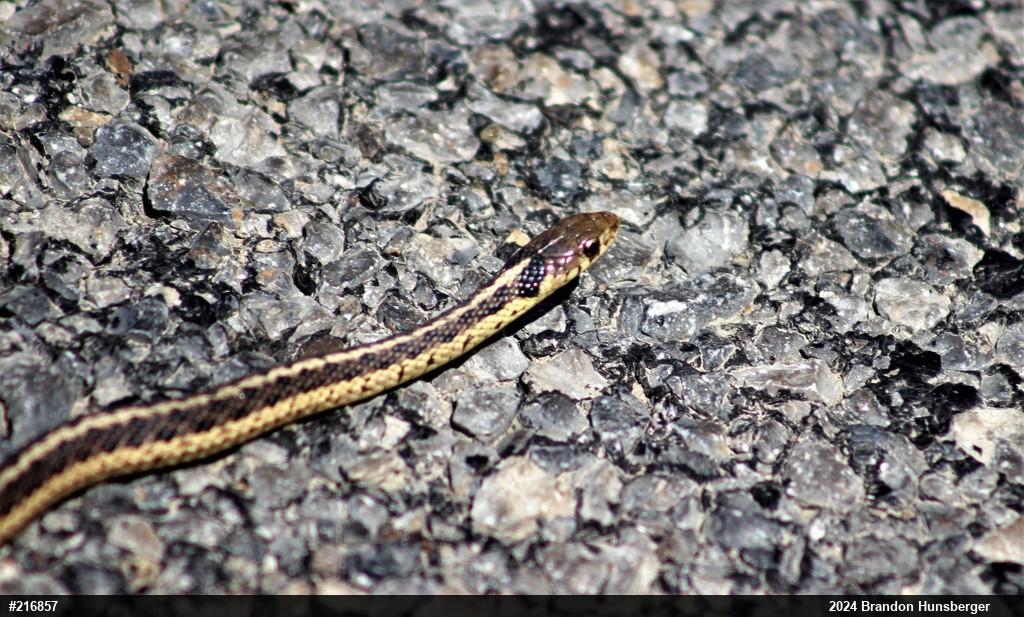 Eastern Gartersnake