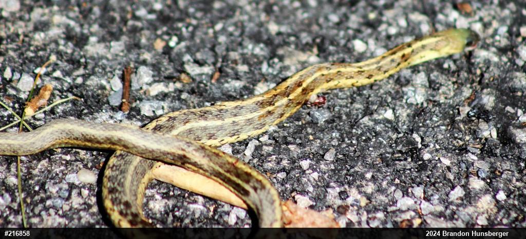 Eastern Gartersnake