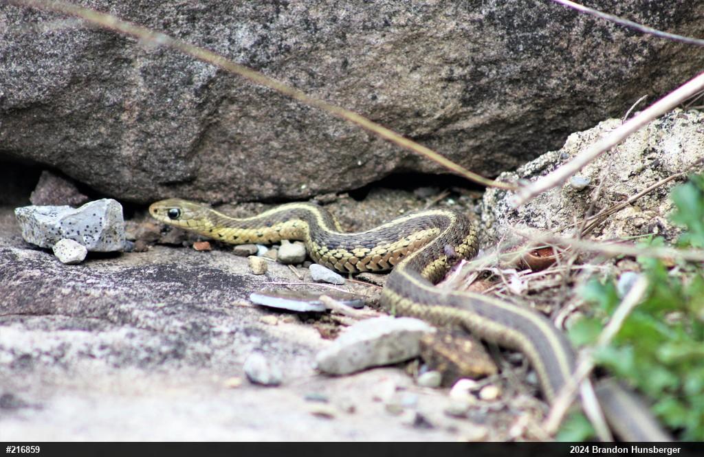 Eastern Gartersnake
