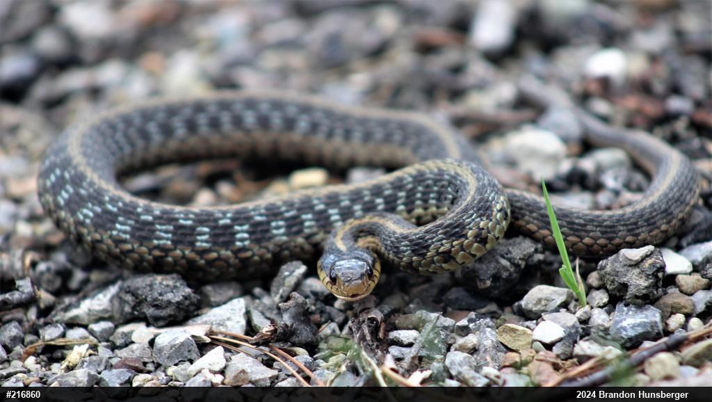 Eastern Gartersnake