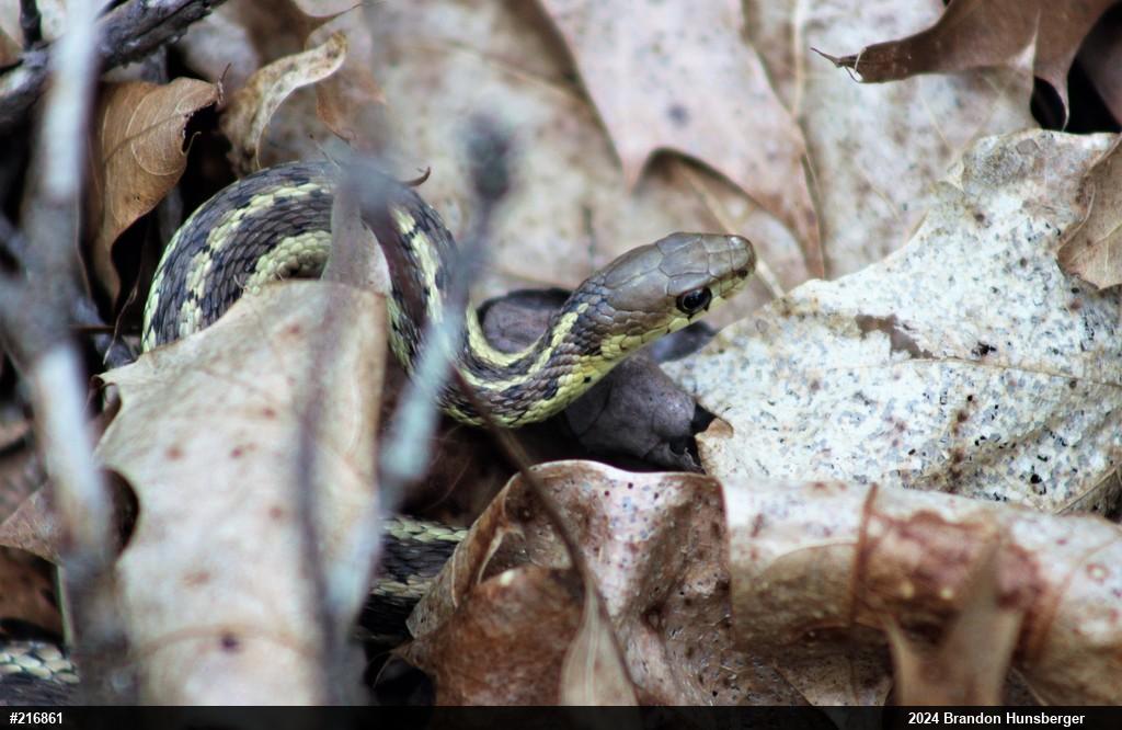 Eastern Gartersnake