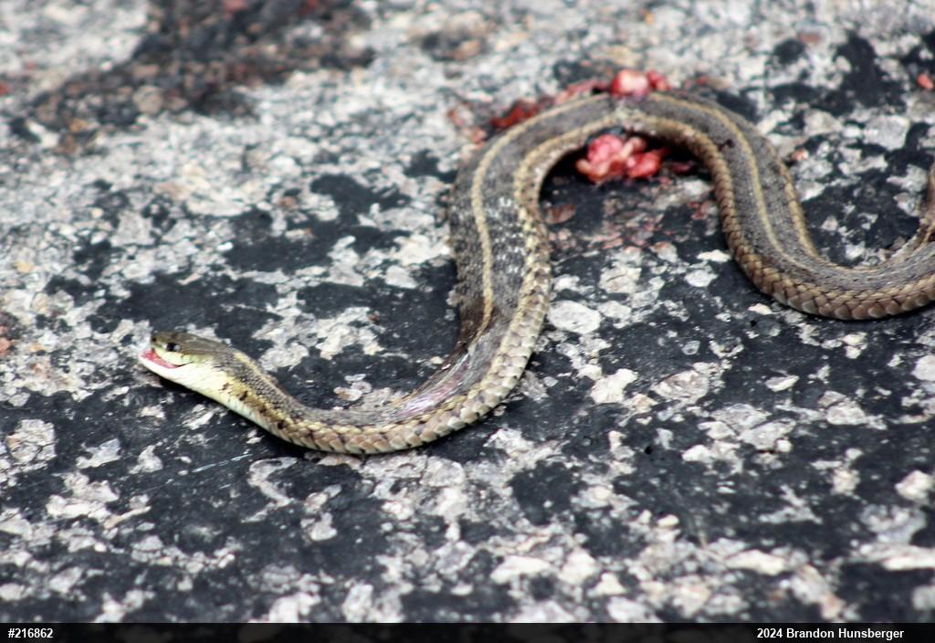 Eastern Gartersnake