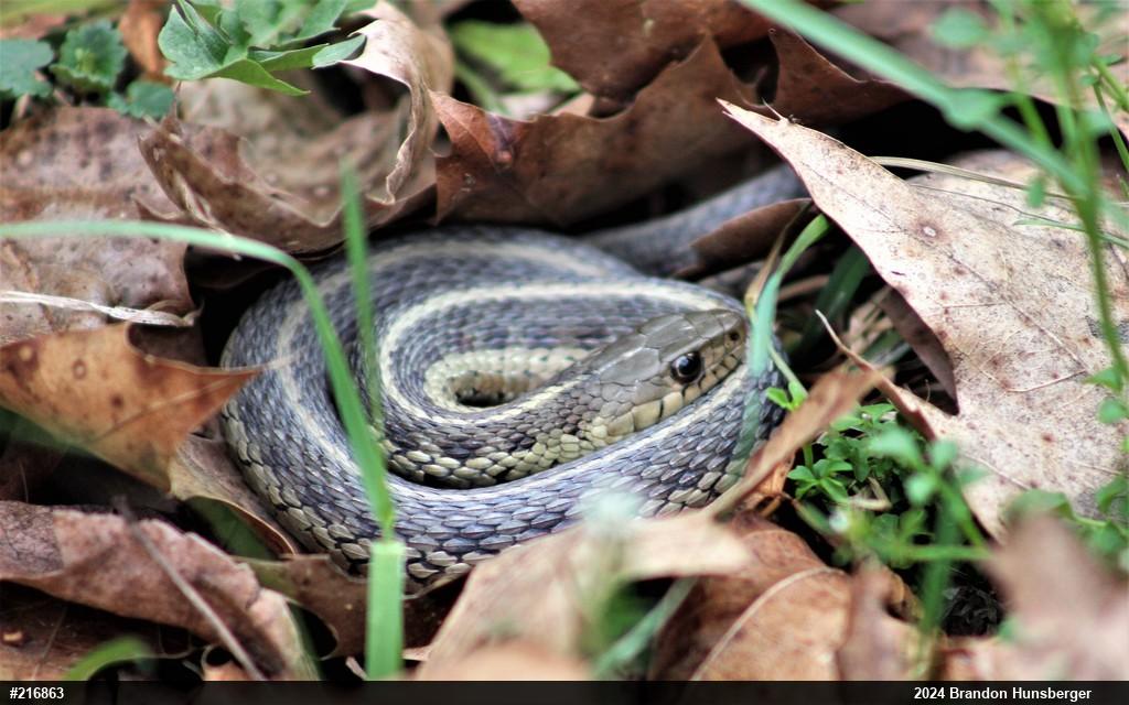 Eastern Gartersnake