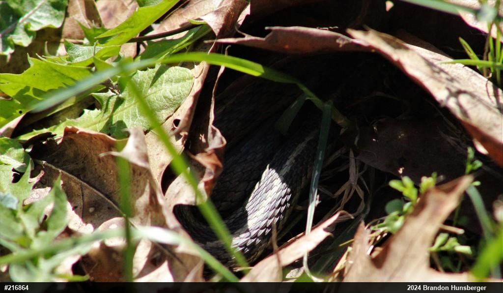 Eastern Gartersnake