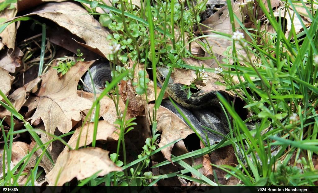 Eastern Gartersnake