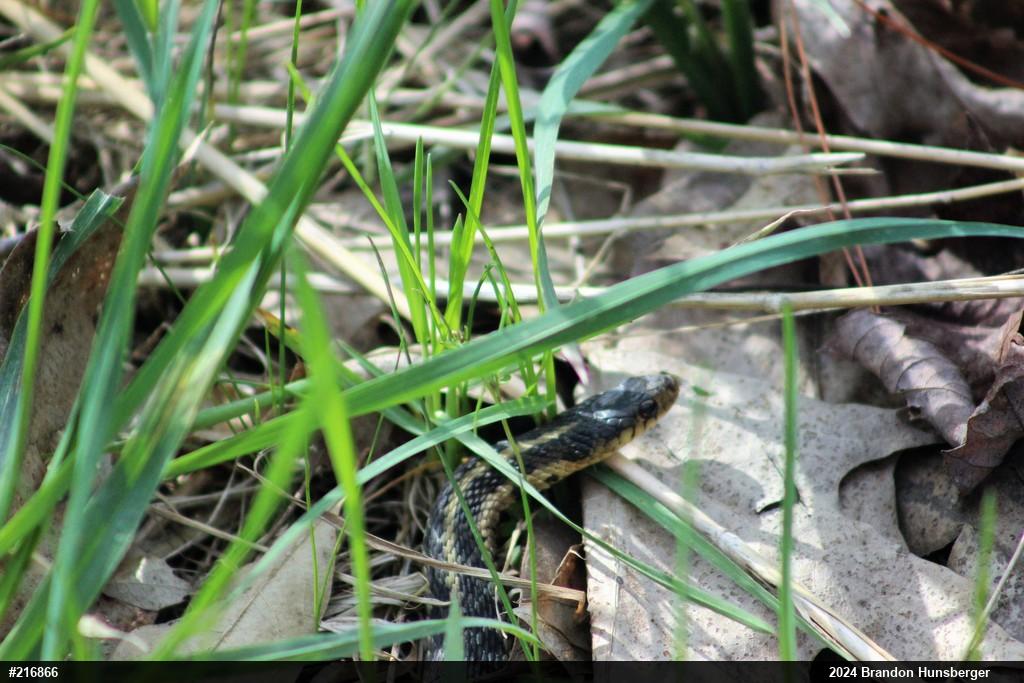 Eastern Gartersnake
