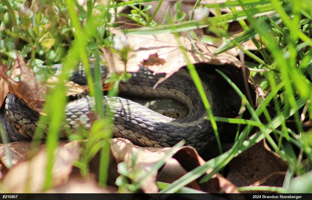 Eastern Gartersnake