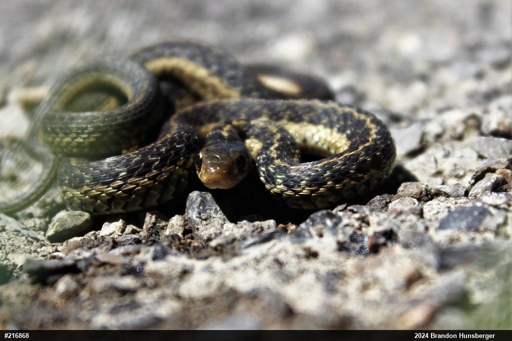 Eastern Gartersnake