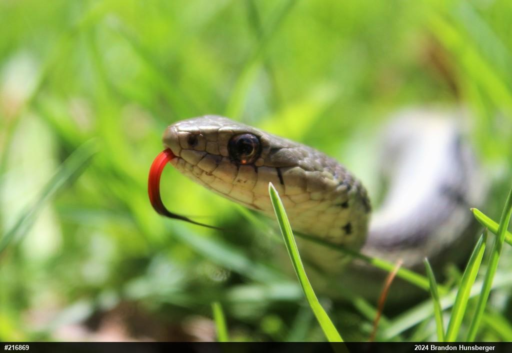 Eastern Gartersnake