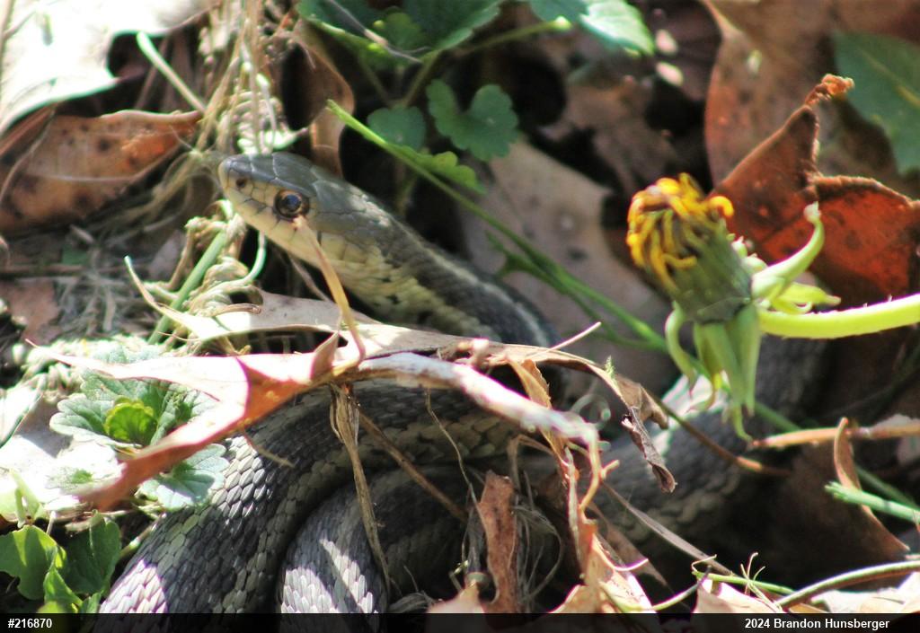Eastern Gartersnake