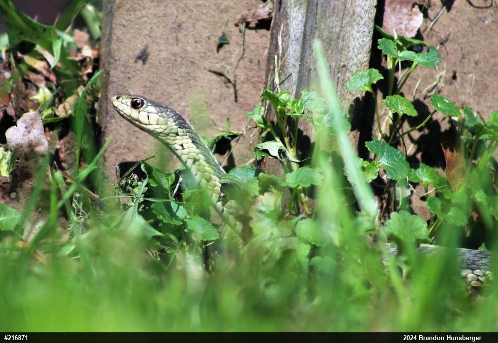 Eastern Gartersnake