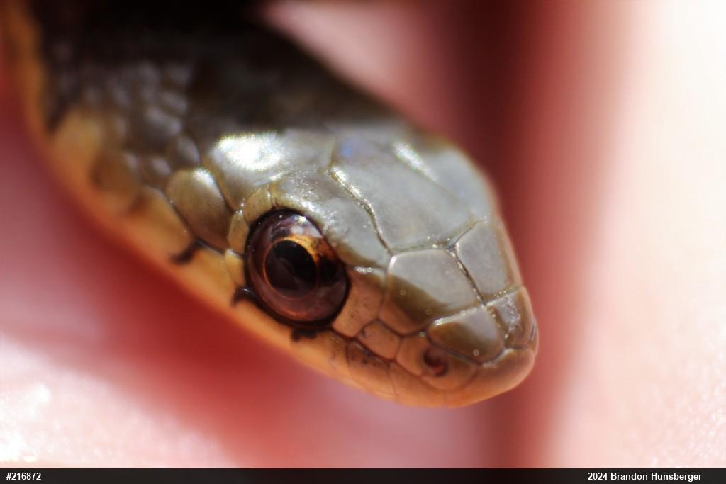 Eastern Gartersnake