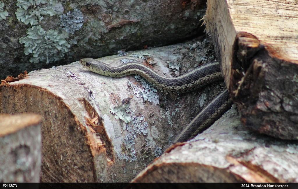 Eastern Gartersnake