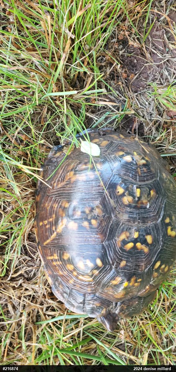 Eastern Box Turtle
