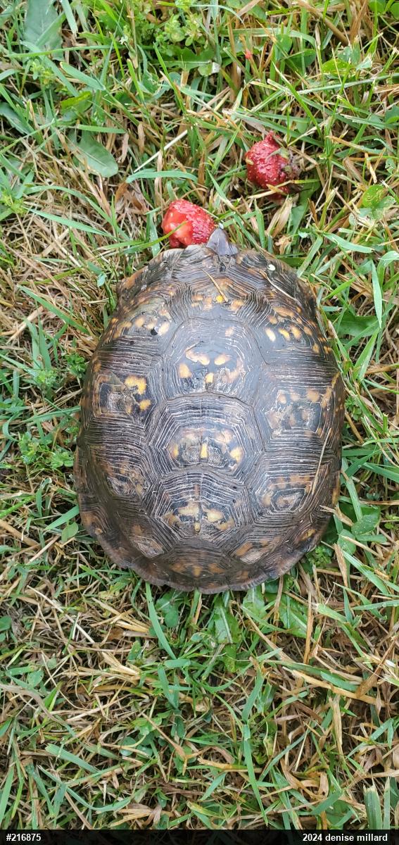 Eastern Box Turtle