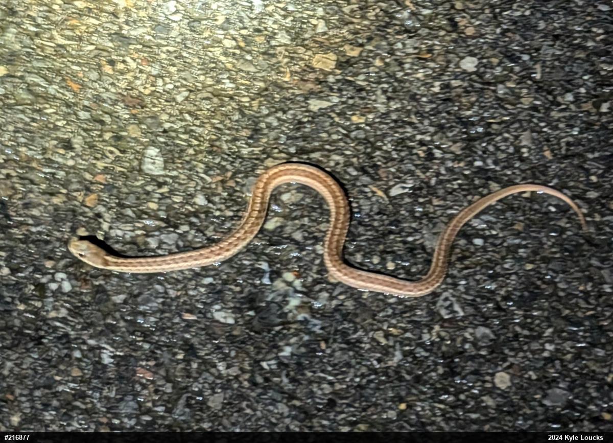 Eastern Gartersnake