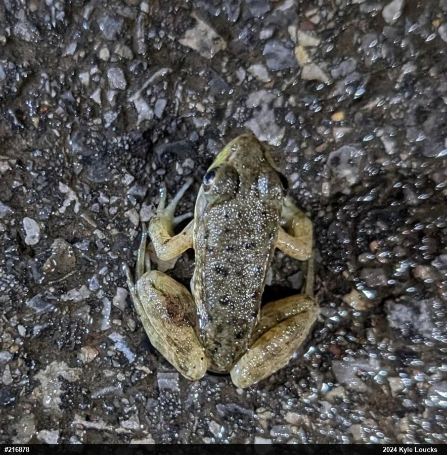 Green Frog