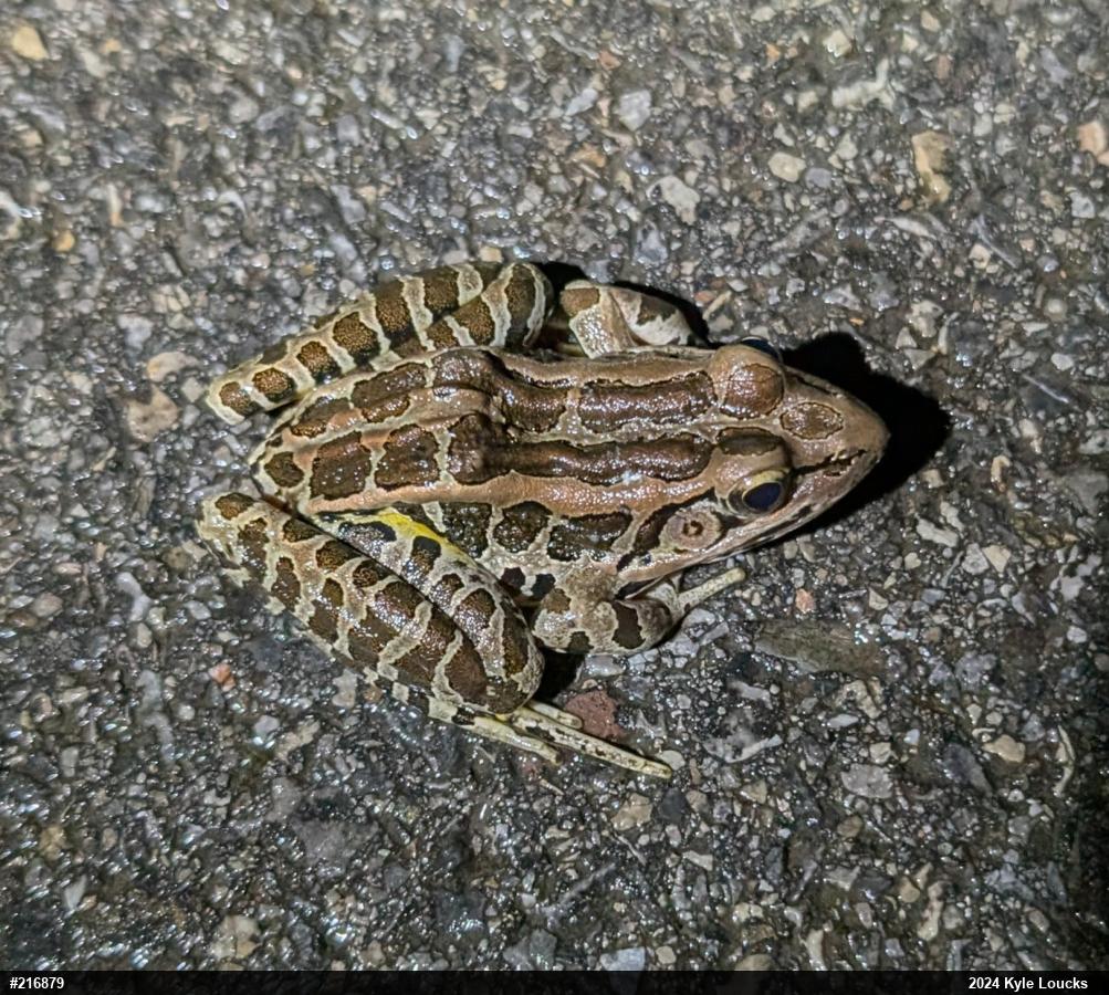 Pickerel Frog