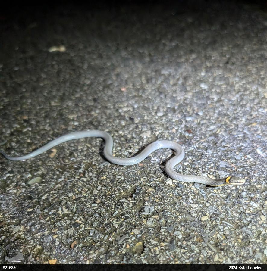 Northern Ring-necked Snake