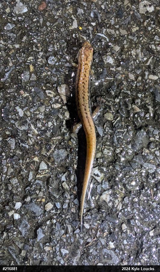 Allegheny Mountain Dusky Salamander