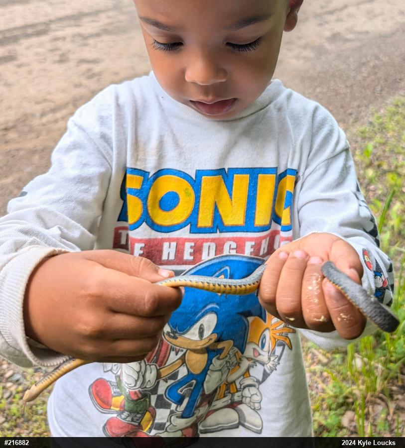 Northern Ring-necked Snake