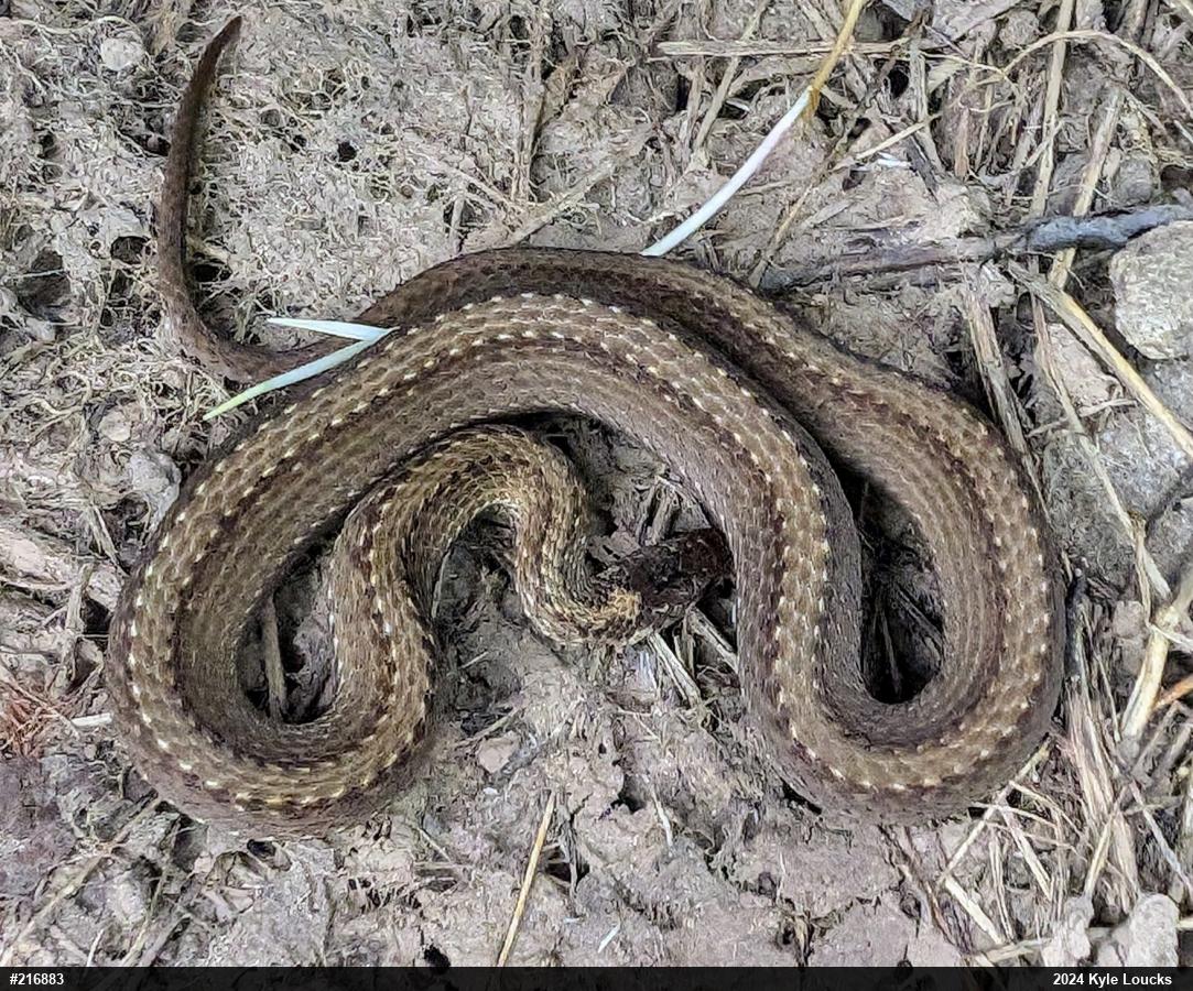 Red-bellied Snake