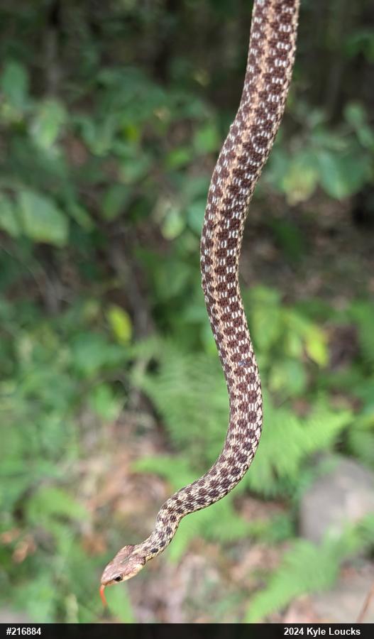 Eastern Gartersnake