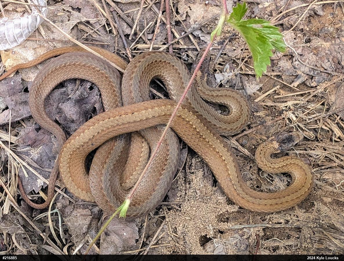 Red-bellied Snake