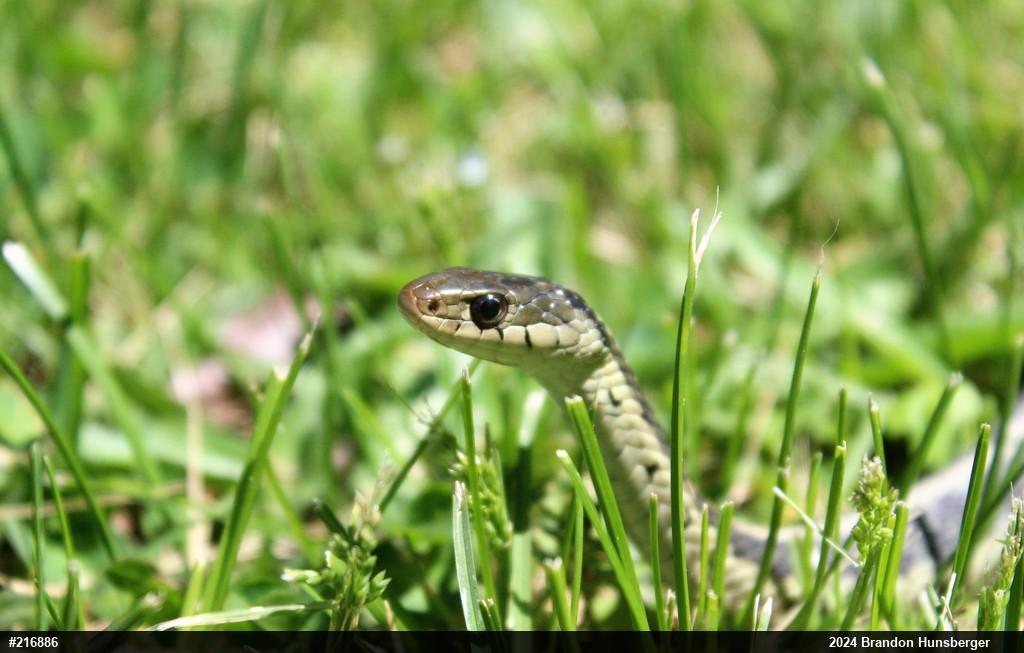 Eastern Gartersnake