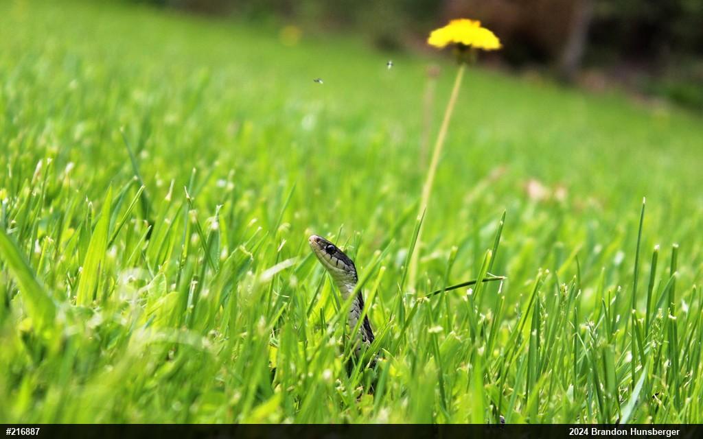 Eastern Gartersnake