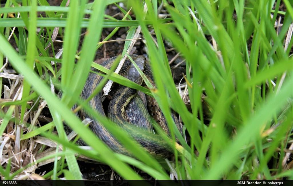 Eastern Gartersnake