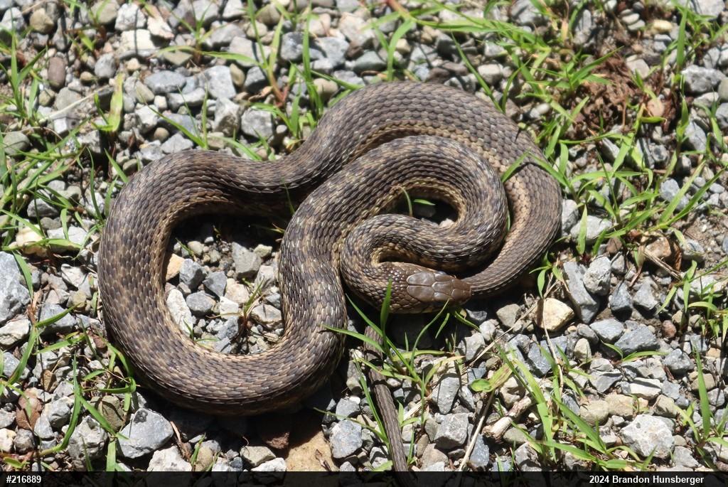 Eastern Gartersnake