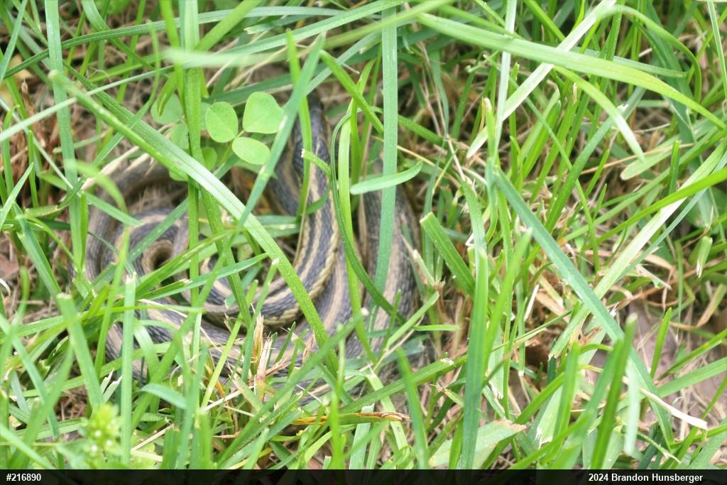 Eastern Gartersnake