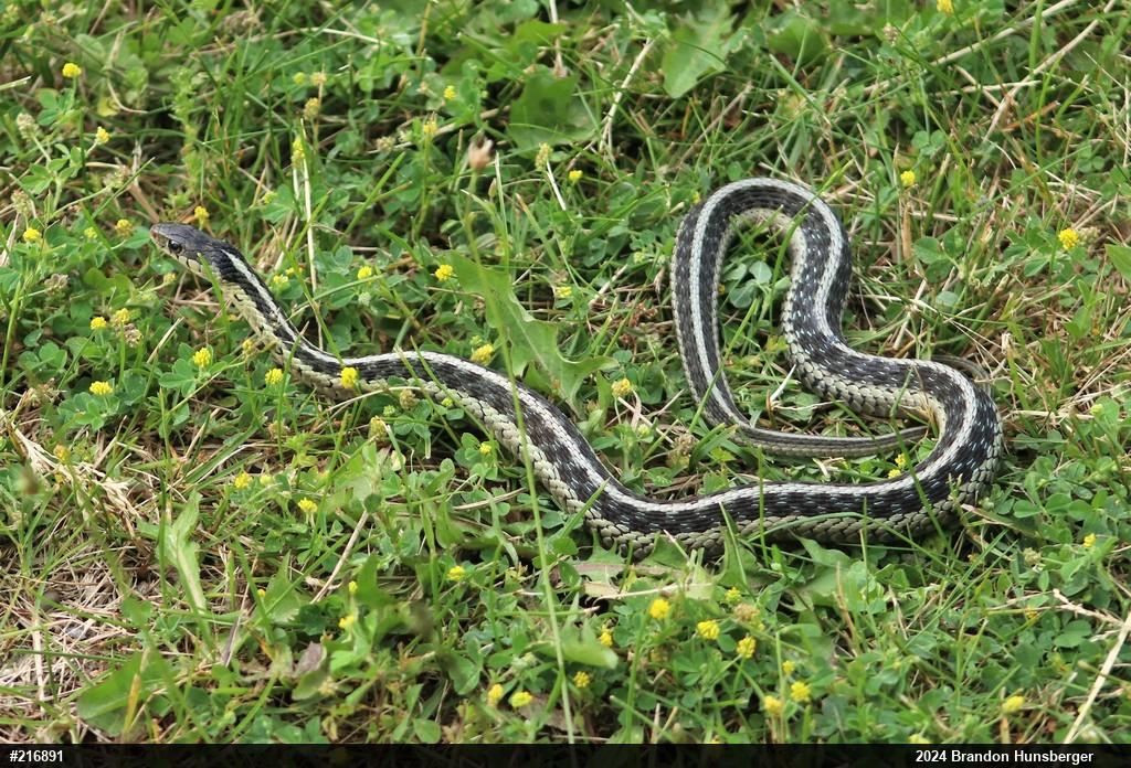 Eastern Gartersnake