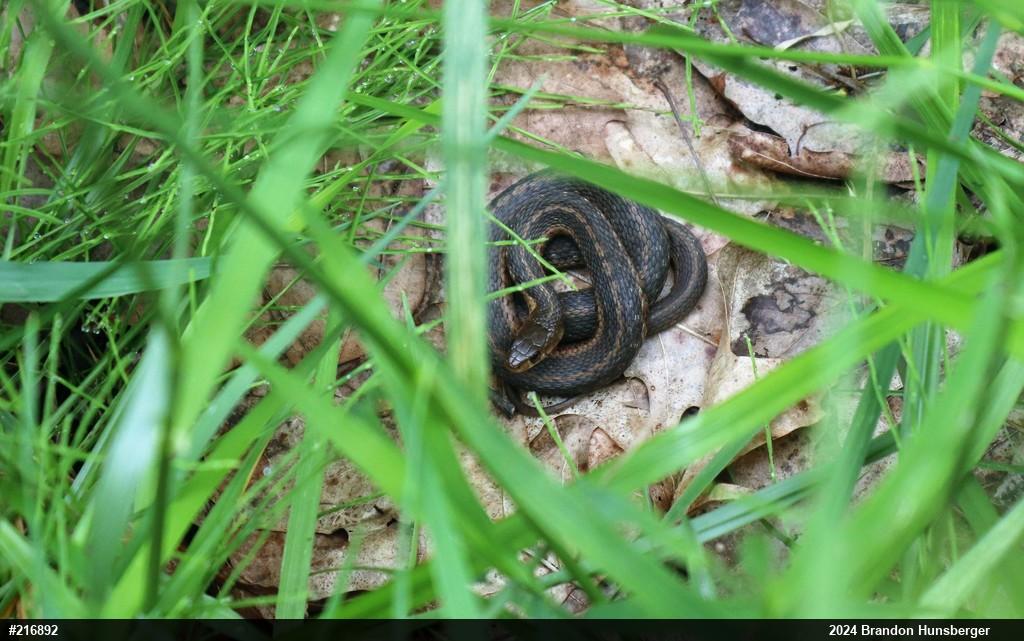 Eastern Gartersnake