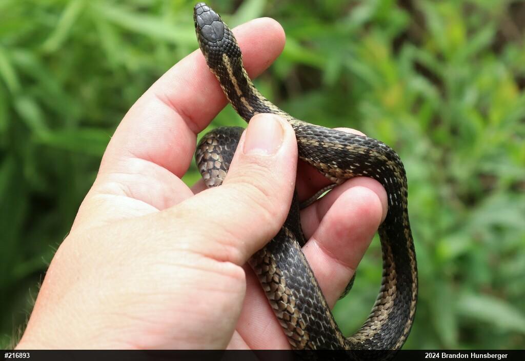 Eastern Gartersnake