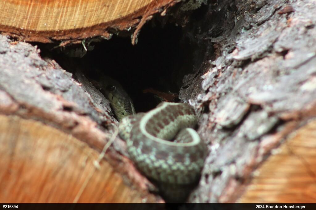 Eastern Gartersnake