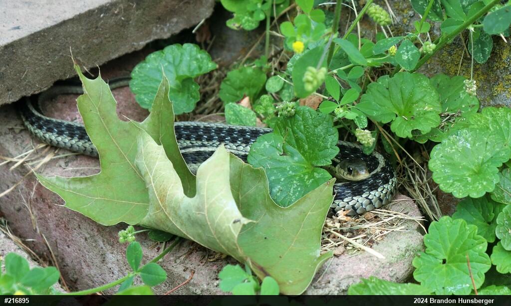 Eastern Gartersnake