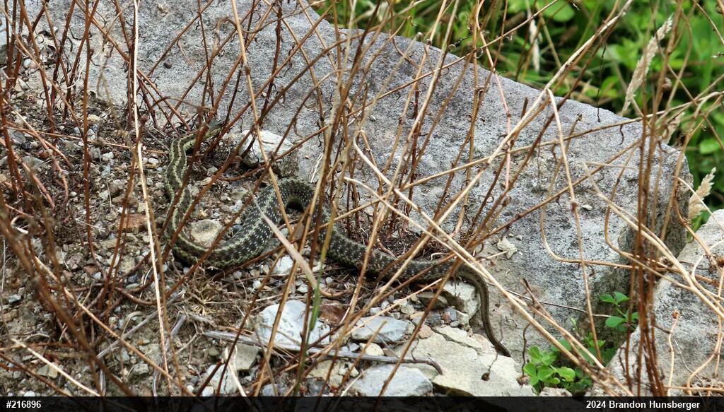 Eastern Gartersnake