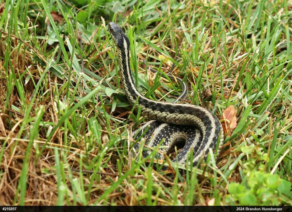 Eastern Gartersnake