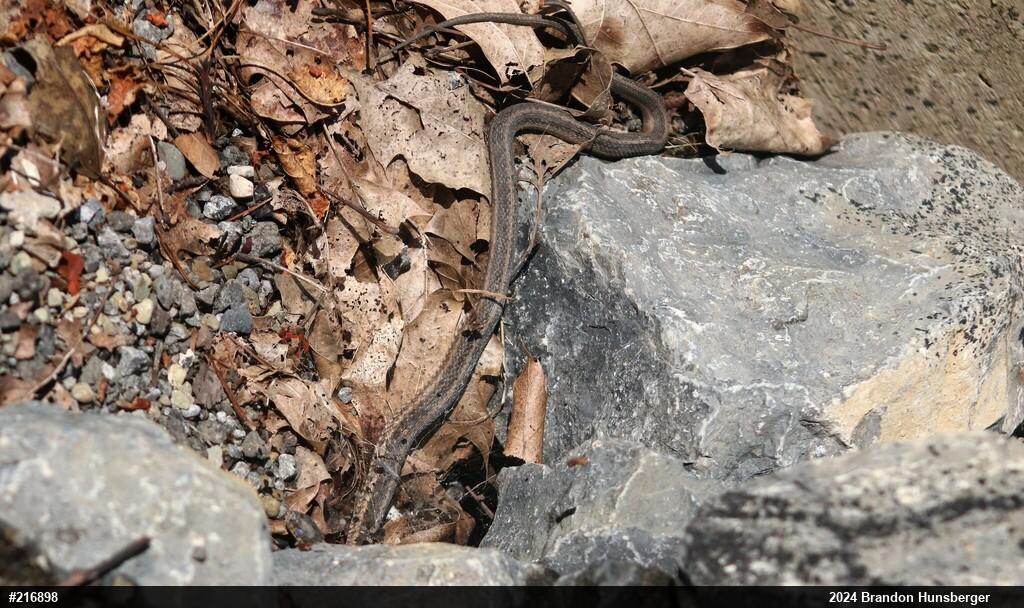 Eastern Gartersnake