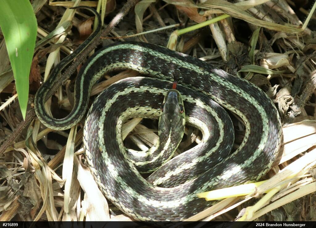 Eastern Gartersnake