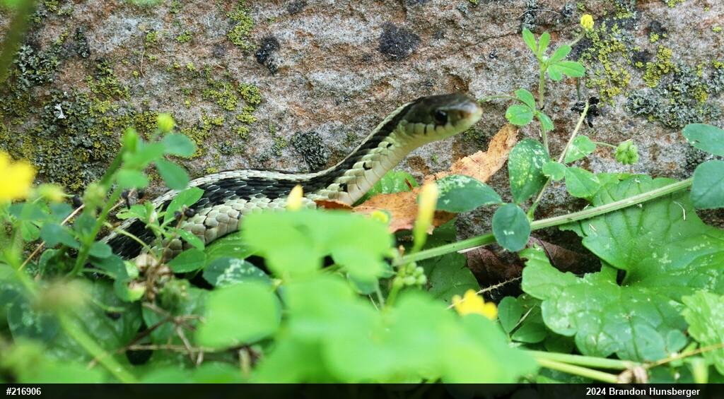 Eastern Gartersnake