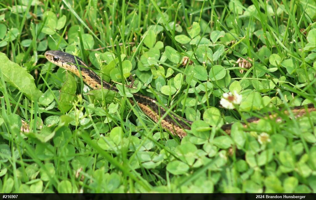 Eastern Gartersnake