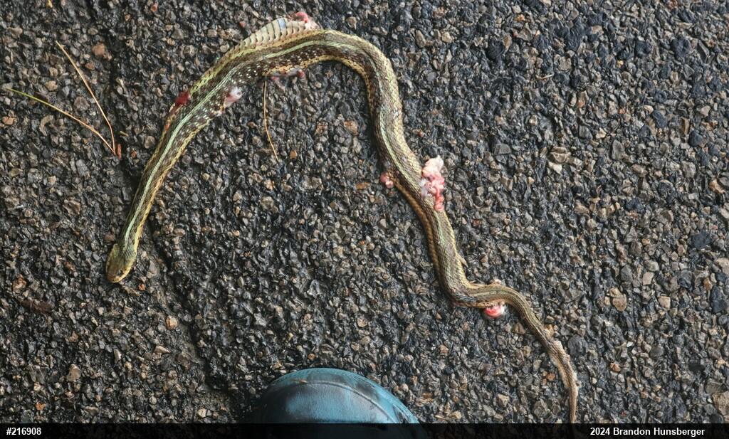 Eastern Gartersnake